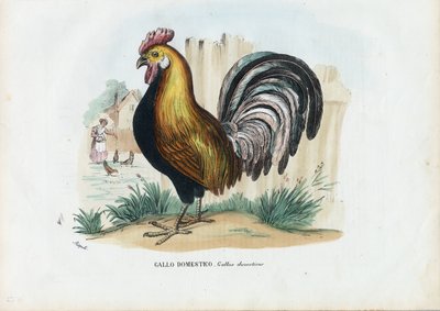 Gallo, 1863-79 de Raimundo Petraroja